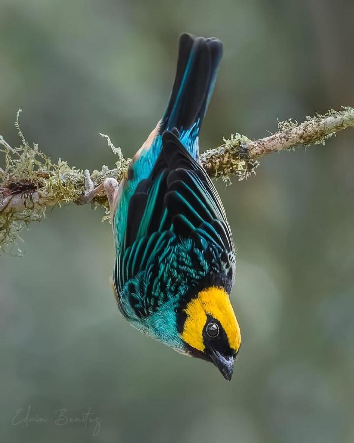 Bosque De Niebla Birding & Nature Cali Esterno foto