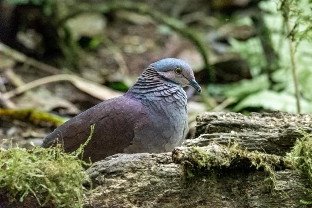 Bosque De Niebla Birding & Nature Cali Esterno foto