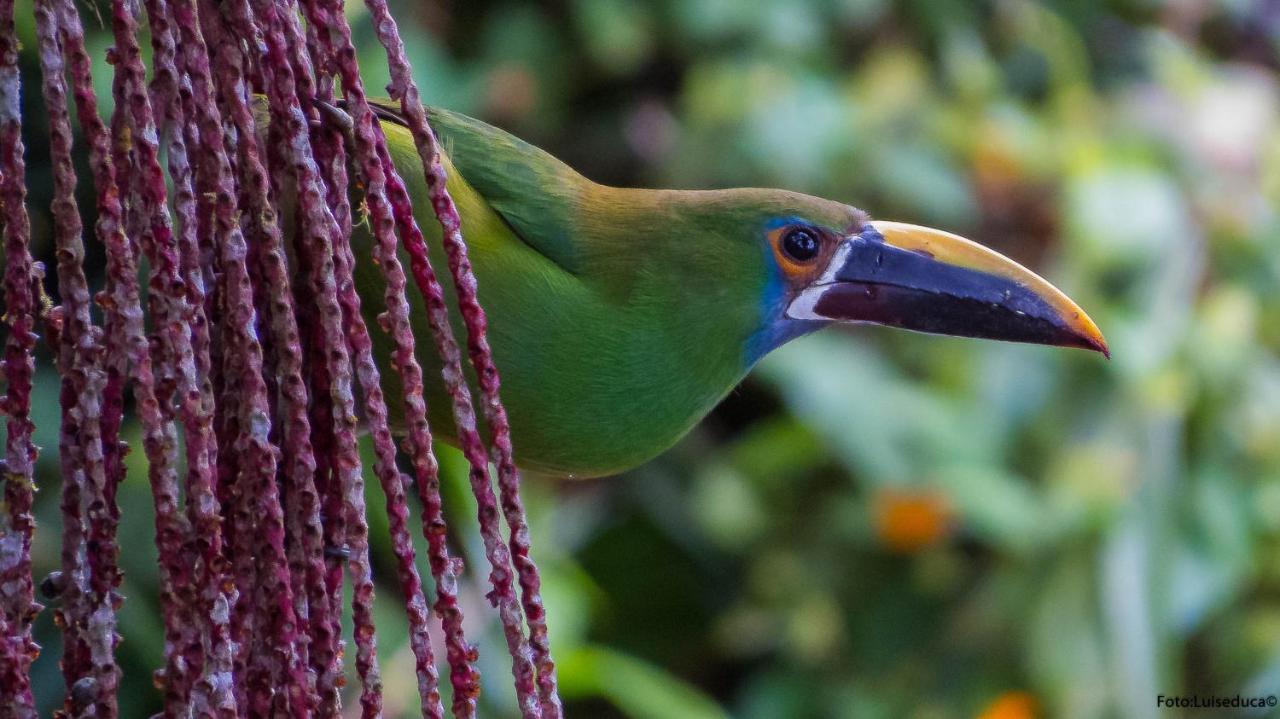 Bosque De Niebla Birding & Nature Cali Esterno foto