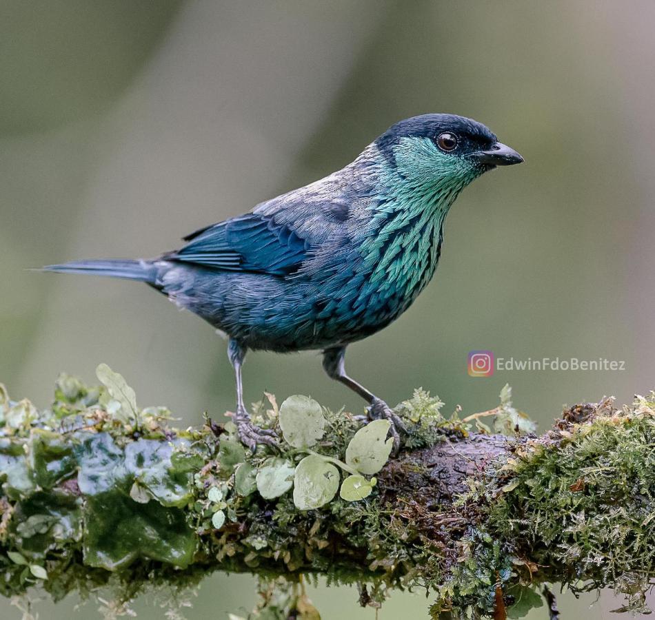 Bosque De Niebla Birding & Nature Cali Esterno foto