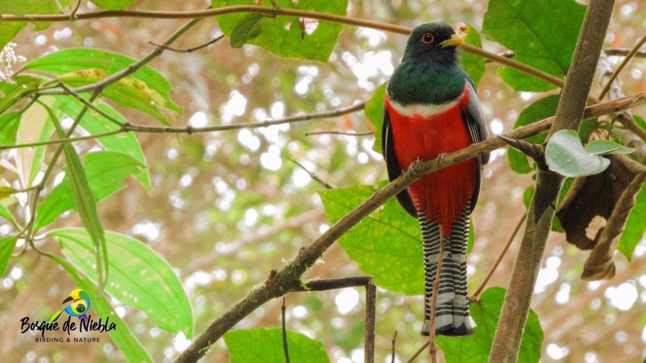 Bosque De Niebla Birding & Nature Cali Esterno foto