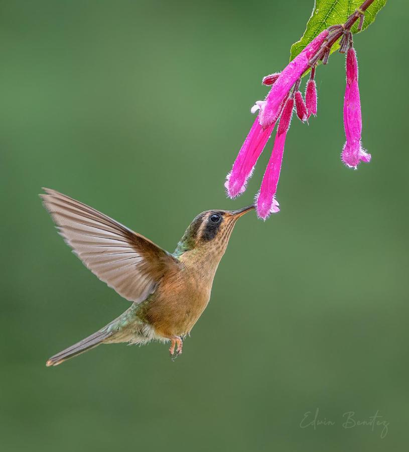 Bosque De Niebla Birding & Nature Cali Esterno foto